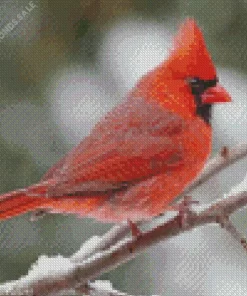 Cute Cardinal Bird Diamond Painting