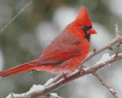 Cute Cardinal Bird Diamond Painting