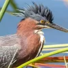 Cute Green Heron Diamond Painting