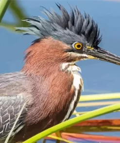 Cute Green Heron Diamond Painting