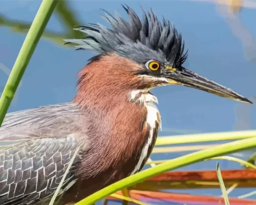 Cute Green Heron Diamond Painting