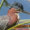 Cute Green Heron Diamond Painting