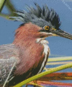 Cute Green Heron Diamond Painting