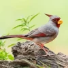 Cute Pyrrhuloxia Cardinal Diamond Painting