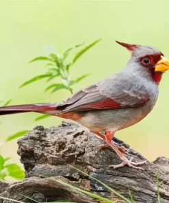 Cute Pyrrhuloxia Cardinal Diamond Painting