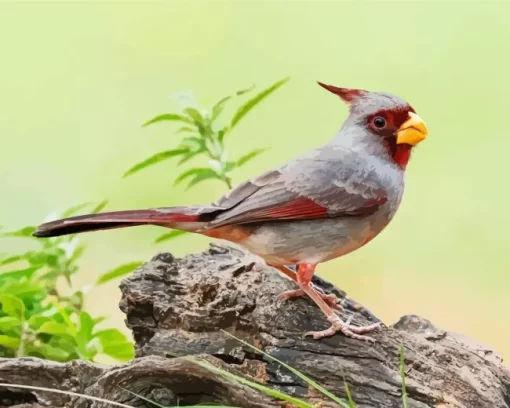 Cute Pyrrhuloxia Cardinal Diamond Painting