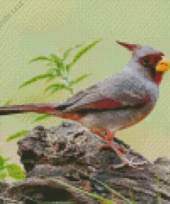 Cute Pyrrhuloxia Cardinal Diamond Painting