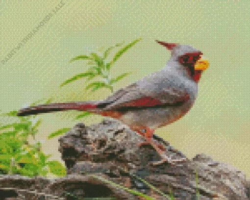 Cute Pyrrhuloxia Cardinal Diamond Painting