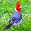 Cute Red Crested Cardinal Diamond Painting