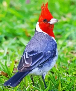 Cute Red Crested Cardinal Diamond Painting