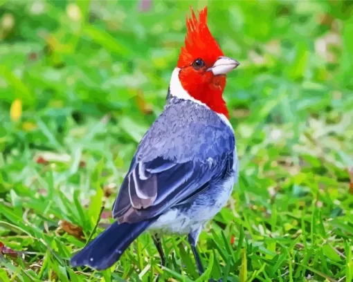 Cute Red Crested Cardinal Diamond Painting