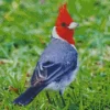 Cute Red Crested Cardinal Diamond Painting