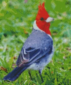 Cute Red Crested Cardinal Diamond Painting