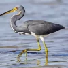 Cute Tricolored Heron Diamond Painting