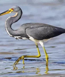 Cute Tricolored Heron Diamond Painting