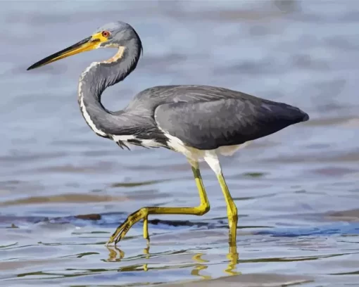 Cute Tricolored Heron Diamond Painting