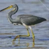 Cute Tricolored Heron Diamond Painting