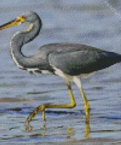 Cute Tricolored Heron Diamond Painting