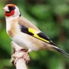 European Goldfinch Diamond Painting