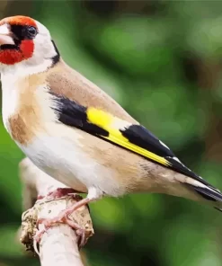 European Goldfinch Diamond Painting