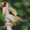 European Goldfinch Diamond Painting