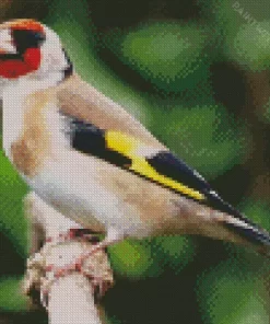 European Goldfinch Diamond Painting