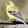 Female American Goldfinch Diamond Painting