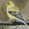 Female American Goldfinch Diamond Painting