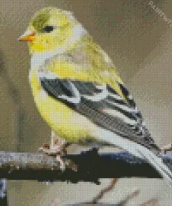 Female American Goldfinch Diamond Painting