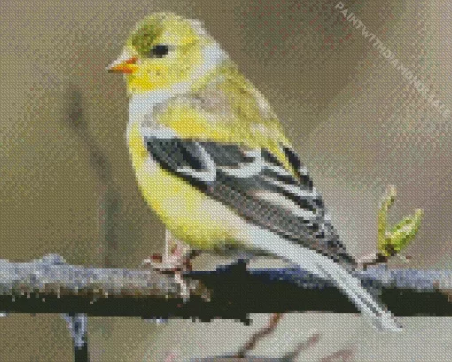 Female American Goldfinch Diamond Painting