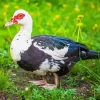 Female Muscovy Duck Diamond Painting