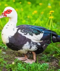 Female Muscovy Duck Diamond Painting