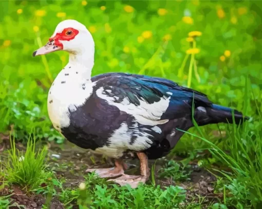 Female Muscovy Duck Diamond Painting