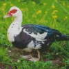 Female Muscovy Duck Diamond Painting