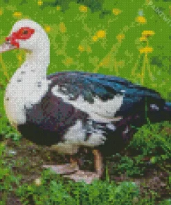 Female Muscovy Duck Diamond Painting