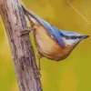 Female Nuthatch Bird Diamond Painting