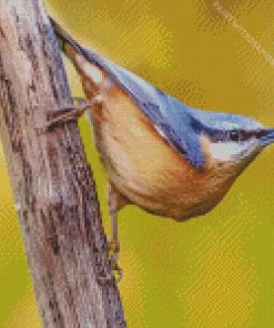 Female Nuthatch Bird Diamond Painting