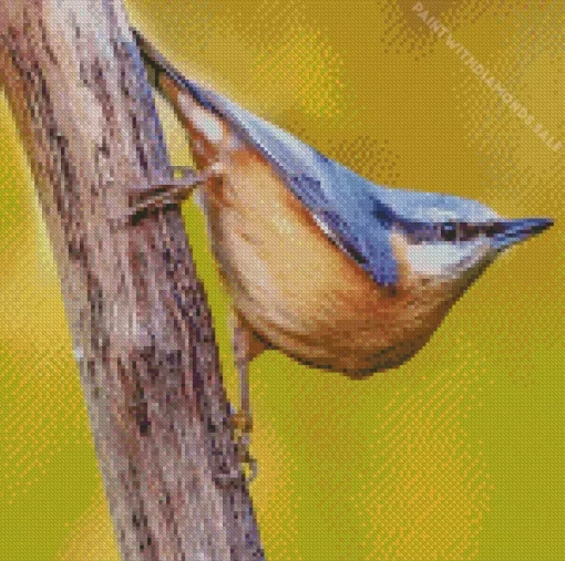 Female Nuthatch Bird Diamond Painting