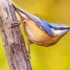 Female Nuthatch Bird Diamond Painting