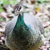 Female Peacock Diamond Painting