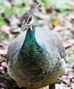 Female Peacock Diamond Painting