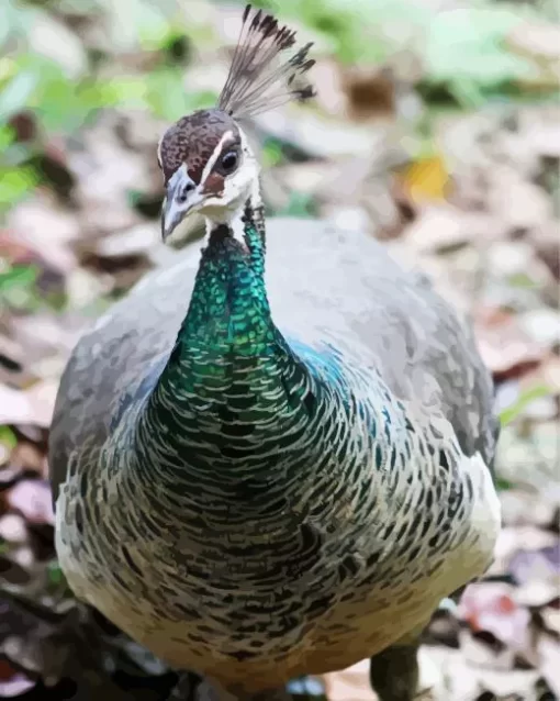 Female Peacock Diamond Painting