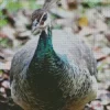 Female Peacock Diamond Painting