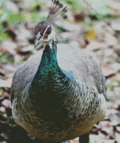 Female Peacock Diamond Painting