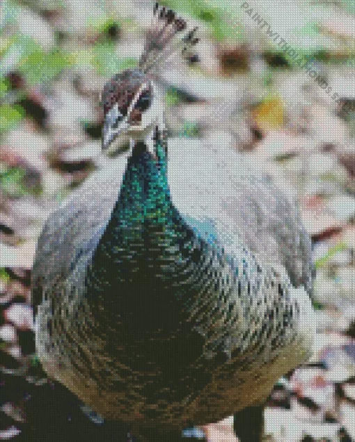 Female Peacock Diamond Painting