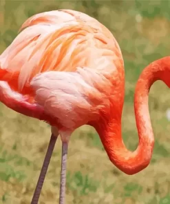 Flamingo Birds Diamond Painting