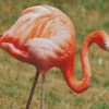 Flamingo Birds Diamond Painting