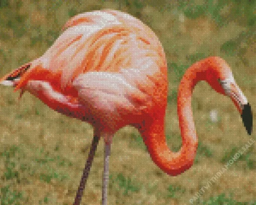 Flamingo Birds Diamond Painting