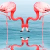 Flamingo Reflection Diamond Painting