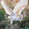 Flying Barn Owl Diamond Painting